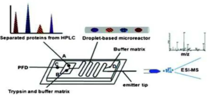 Figure 16 : Dispositif de microfluidique permettant de digérer séparément et en ligne des protéines issues d'une  séparation chromatographie 80