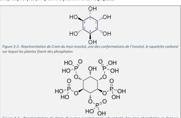Figure 3-3 : Représentation de Cram du myo-inositol, une des conformations de l’inositol, le squelette carboné  sur lequel les plantes fixent des phosphates 