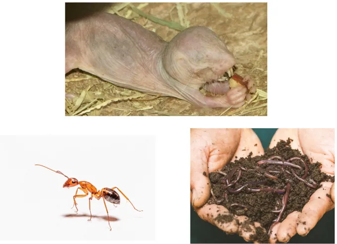 Figure 2-1: Trois macro-organismes du sol célèbres : un rat-taupe nu (Heterocephalus glaber), une fourmi (Camponotus ny- ny-landeri) et une poignée de lombrics