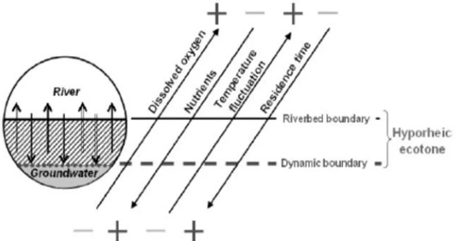 Figure 1.2 : Représentation schématique des échanges des flux hyporhéiques et les gradients  environnementaux associés entre la rivière et l’aquifère (Anibas, 2011), d’après (Chou, 2009) 