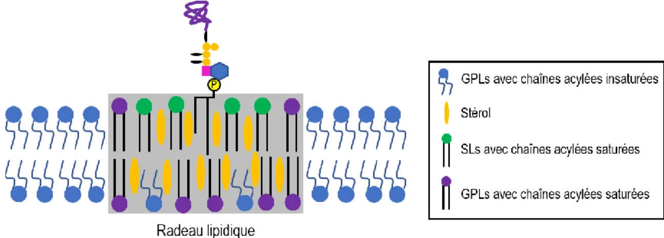 Figure 1 : Association des protéines à ancrage GPI avec un microdomaine structuré nommé radeau lipidique à la  surface cellulaire