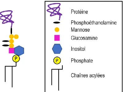 Figure 2 : Structure générale d’une protéine à ancrage GPI. Figure inspirée de Kinoshita (Kinoshita and Fujita 2016)