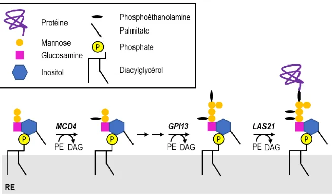 Figure 3 : Étapes nécessaires à la synthèse d’un ancrage GPI et son attachement à une protéine