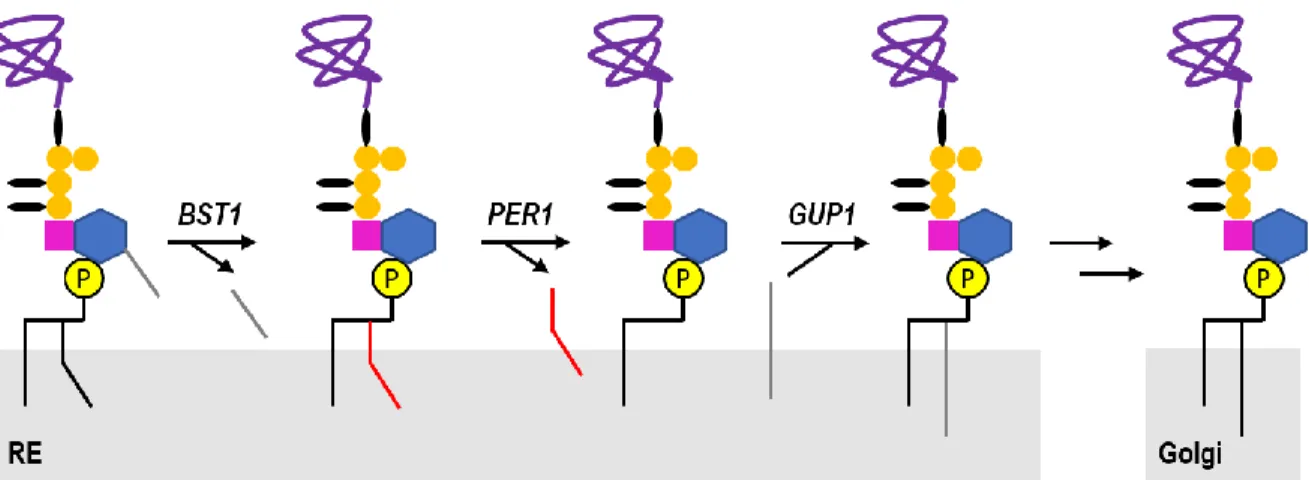 Figure 4 : Différentes étapes de remodelage de l’ancrage GPI nécessaires à la sortie de la protéine à ancrage GPI  du RE