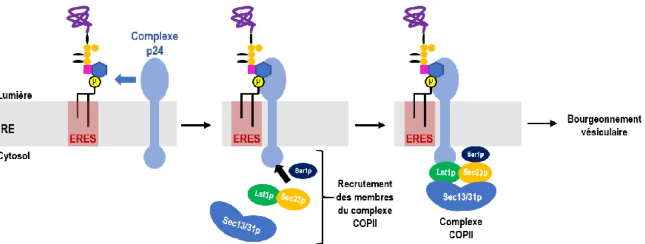 Figure  5 : Schématisation du transport des protéines à ancrage GPI à partir du réticulum  endoplasmique (ER)  jusqu’à sa destination finale