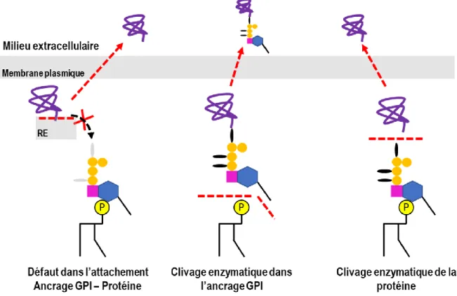 Figure  6  :  Schématisation  des  hypothèses  des  différentes  actions  possibles  menant  à  la  perte  de  protéine  à  ancrage GPI dans le milieu extracellulaire