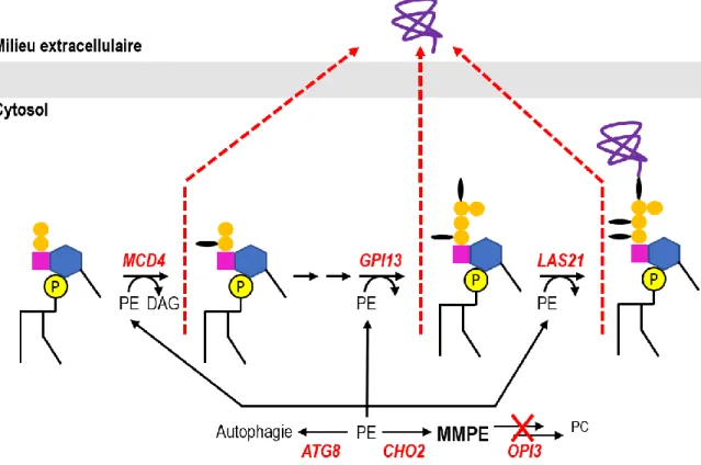 Figure 9 : Schématisation de la compétition pour le PE resultant en une perte de protéine à ancrage GPI