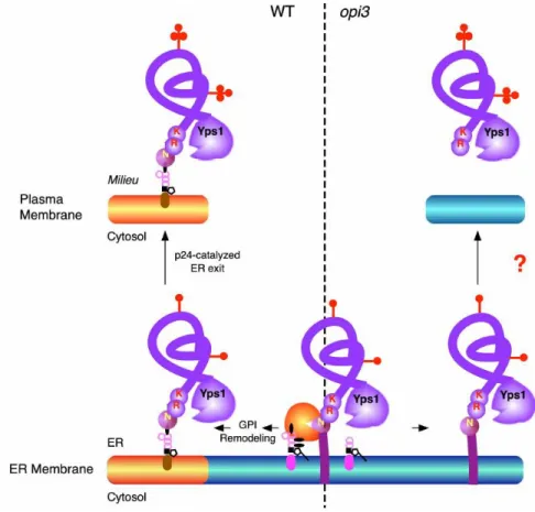 Figure 10 : Schématisation de l’hypothèse suggérant comment la peptidase de levure Yps1 peut être impliquée   dans le  clivage des protéines à ancrage GPI non-conformes chez le mutant opi3Δ
