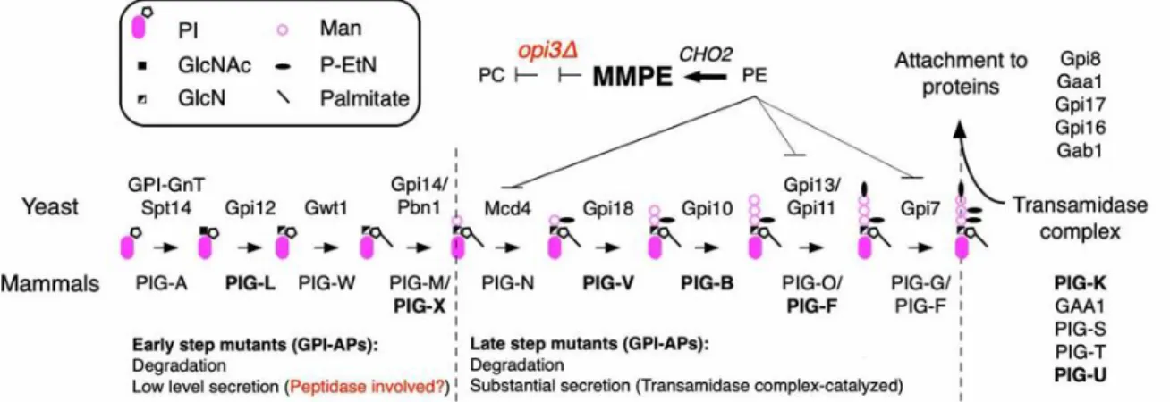 Figure 1. Fate of GPI-Aps from biosynthetic mutants involved in GPI anchor assembly. 