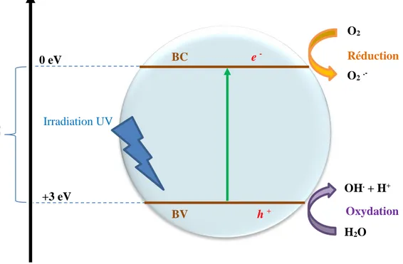 Figure 11 : Schéma du processus de photocatalyse sur une particule de TiO 2  rutile. Adapté [36]