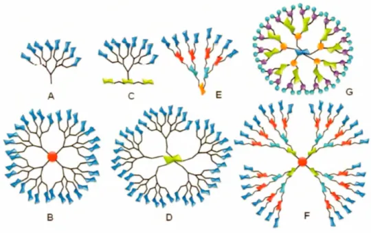 Figure 1.6  Exemples de structures glycodendritiques  «  glycocluster et  glycodendrimère  » 35 
