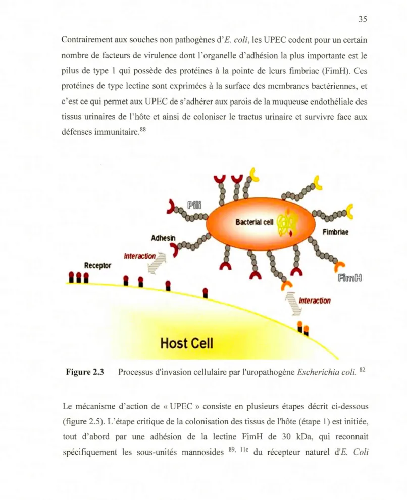 Figure 2.3  Processus d'invasion cellulaire par l'uropathogène  Escherichia coli.  82 