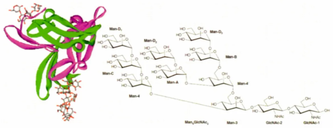 Figure 2.4  Structure cristalline et moléculaire de l 'Uroplakin 1 a. 45 