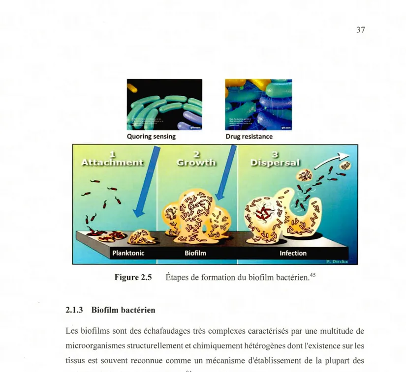 Figure 2.5  Étapes de formation du biofilm bactérien. 45 