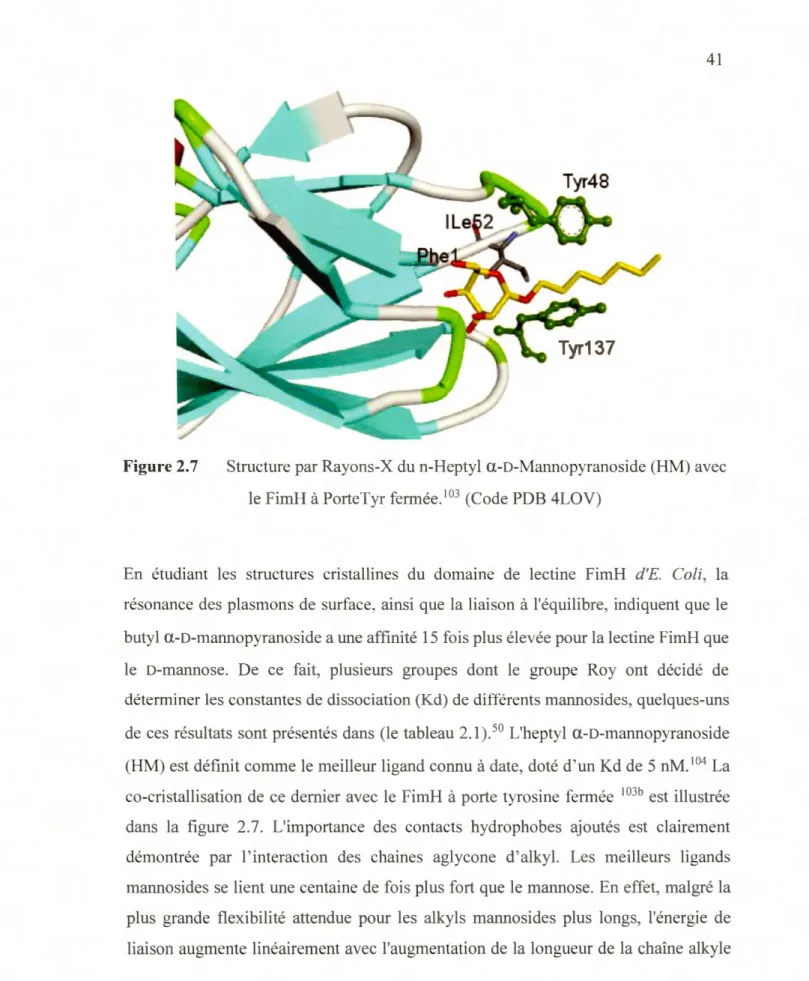 Figure 2.7  Structure par Rayons-X du n-Heptyl  a-D-Mannopyranoside (HM) avec  le FimH à PorteTyr fermée