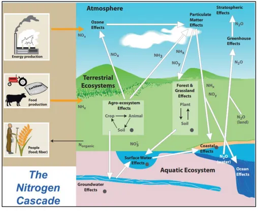 Figure 13 : Schéma simplifié du cycle global de l'azote. Source : IPCC adapté de Galloway et al., 2003