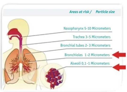 Figure 1.1: Particle size and their corresponding intrusion areas within the human respi- respi-ration system [ Hussgroup.com , 2015 ]