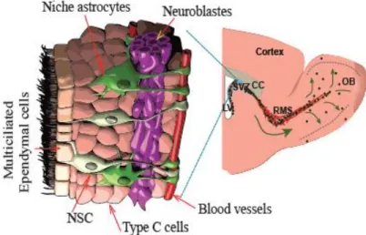 Figure 1.3 : La neurogenèse adulte dans le bulbe olfactif (BO). 