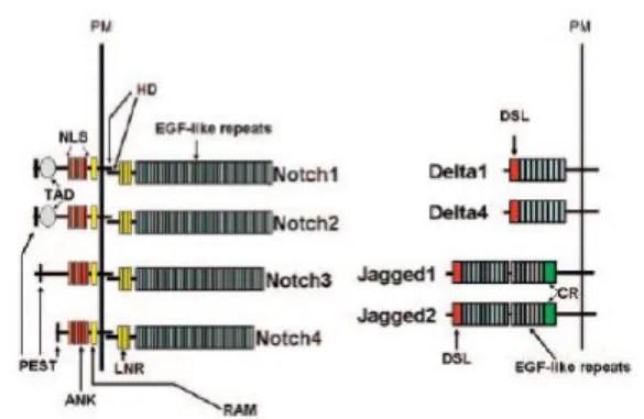 Figure 1.8 : Structure du récepteur Notch et des ligands de Notch chez les mammifères