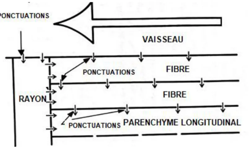 Figure 5. Trajets d'écoulement des fluides sur une structure en bois feuillus (adaptée de  Siau (1995))
