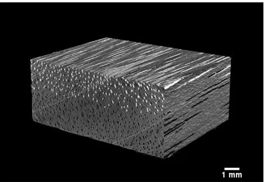 Figure 8. X-ray microtomography 3D reconstruction of Yellow birch sample portraying 