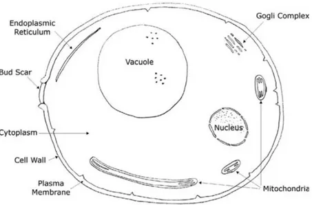 Figure 5. Représentation simplifiée de la structure d’une cellule de levure de bière. Tirée  intégralement de White et Zainasheff (2010) [172]