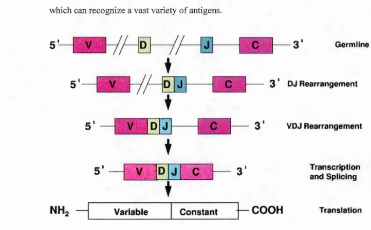 Figure  1.1:  Somatic  DNA  rearrangement (VDJ recombination) process in TCR genes,  (Rezuke  et al