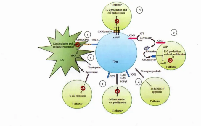 Figure  1.2:  Mechanisms  of  Treg-mediated  immune  suppression  - 1)  Cytokine-