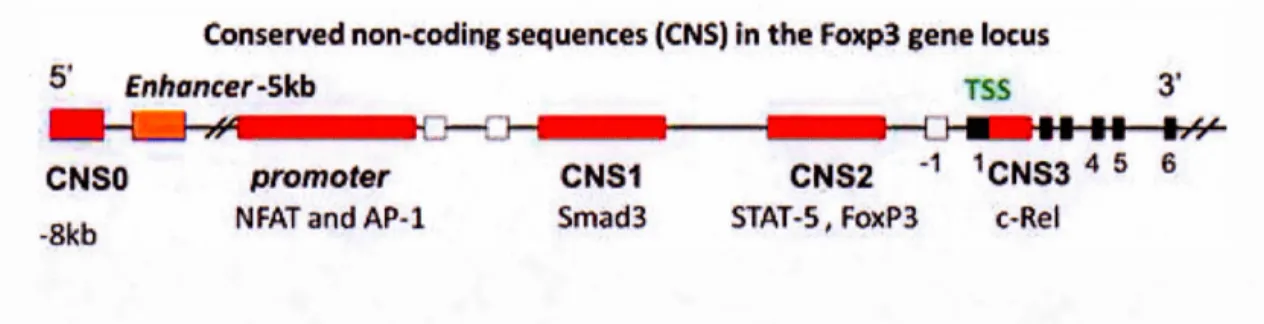 Figure  1.3  Location of CNS  elements on the  foxp3  gene  locus ,  adapted from  Iizuka- Iizuka-Koga ,  M
