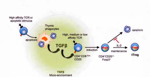 Figure  1.4:  Role  ofTGF-~  in tTreg development ,  shown here is the  apoptosis-TGF-~­