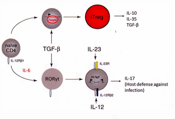 Figure  1.5:  Shared developmental pathway of Th17  cells  and  Tregs  in the  peripheral 