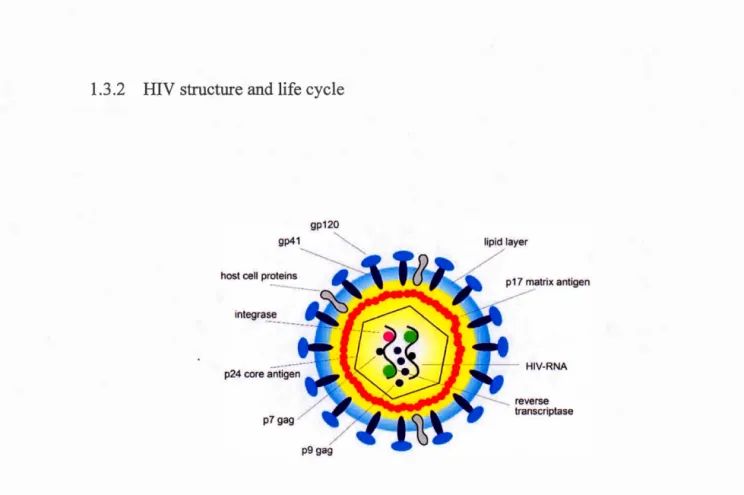 Figure 1.6: Structure ofHIV, showing the RNA genome and the glycoprotein envelope , 
