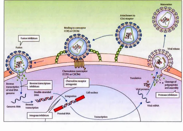 Figure 1.  7:  HIV life cycle and drugs used in ART ,  targe ting different stages of the viral 