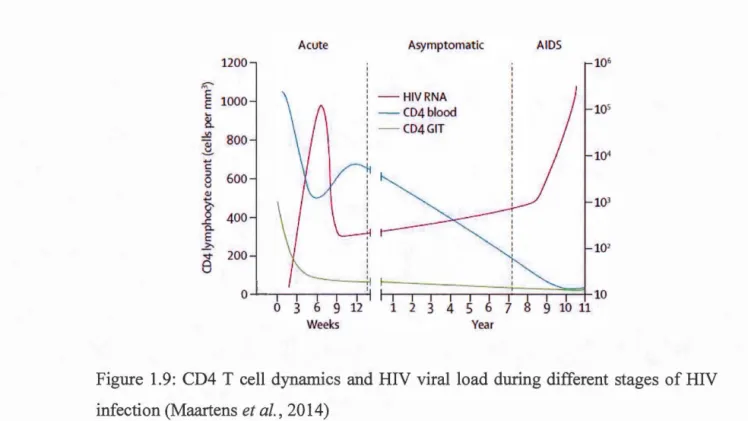 Figure  1.9:  CD4  T  cell  dynamics  and  HIV  viralload during  different  stages  of HIV  infection (Maartens  et al.,  2014) 
