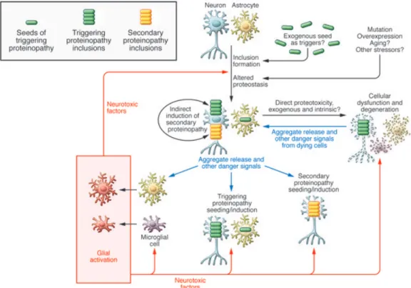Fig  9.  Boucle  pathologique  montrant  les  différents  effets  des  protéinopathies  impliquées dans les maladies