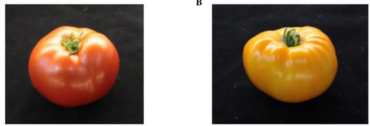 Figure  7.  Effet  d’une  mutation  ‘CRTISO’  sur  la  pigmentation  des  fruits.  (A)  Cultivar  de  tomate  Ethel  Watkin’s  Best  possédant une protéine CRTISO fonctionnelle