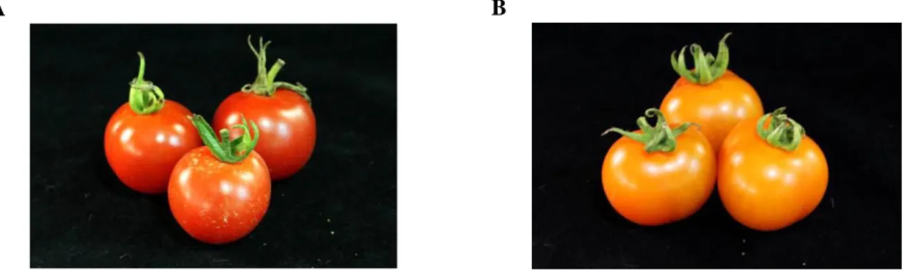 Figure 9. Effet de l’allèle B sur la pigmentation des fruits. (A) Allèle de la βLYC du cultivar Mexico Midget  (B) Allèle  sauvage (B) de la βLYC du cultivar Jaune Flamme