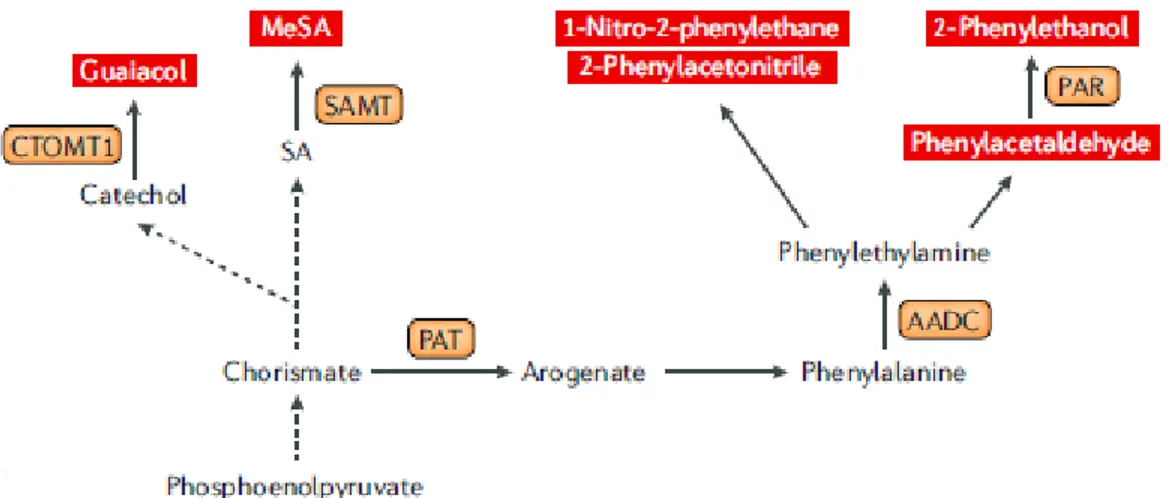 Figure 12. Sentier métabolique des volatils dérivés d’acides aminés à chaîne courte dans la tomate
