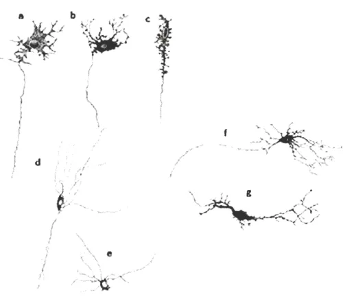 Figure 1.4 Les principaux types morphologiques des neurones entériques dans l' intestin grêle du cobaye  selon la classification Dogiel