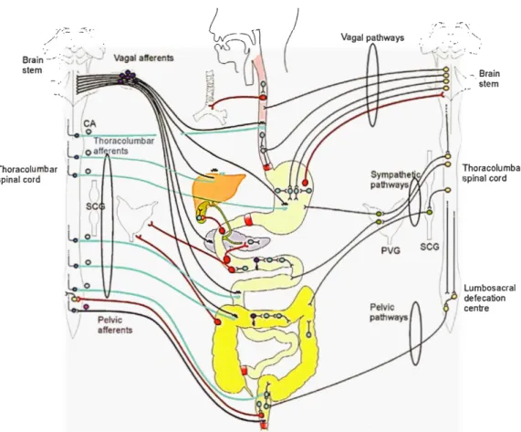 Figure 1.8 L'innervation extrinsèque du tractus gastrointestinal (TG!). 