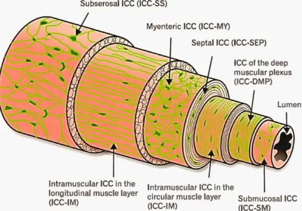 Figure  1. 10  Dessin  des  différentes sous populations  des cellules  interstitielles  de  Cajal  (C IC) dans  la  paroi du tractus gastrointestinal