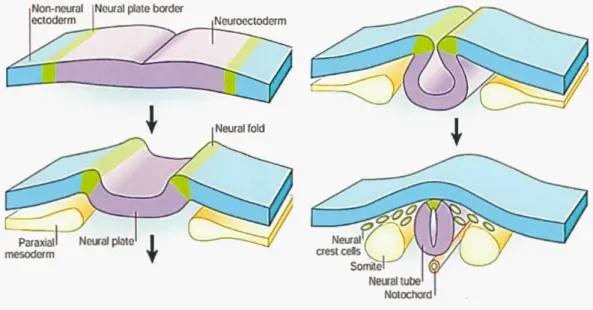 Figure  1. 1 1 Formation du tube neural et de la crête neurale. 
