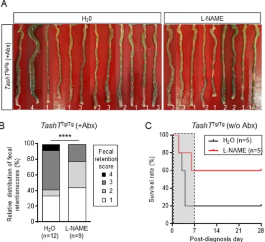 Figure 8.  Impact of inhibition of NO signaling on fecal retention and life expectancy of TashT Tg/Tg  male mice 