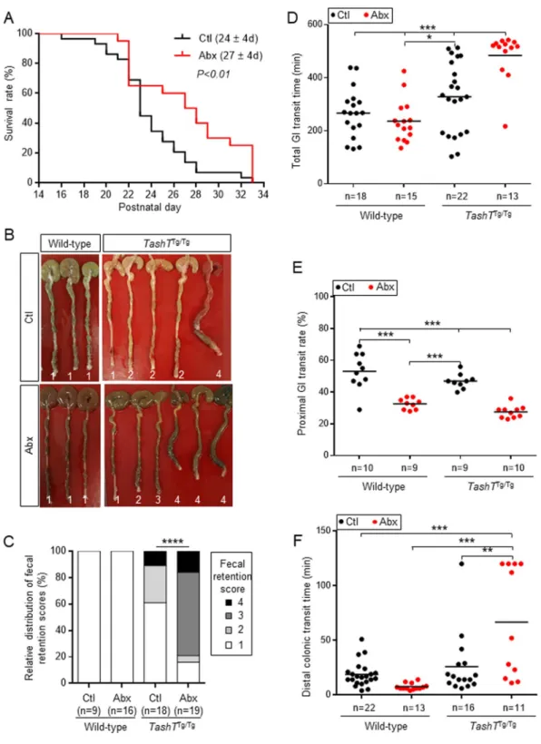 Figure 3.  Antibiotics-induced dysbiosis specifically impacts survival and motility parameters of TashT Tg/ Tg  male mice