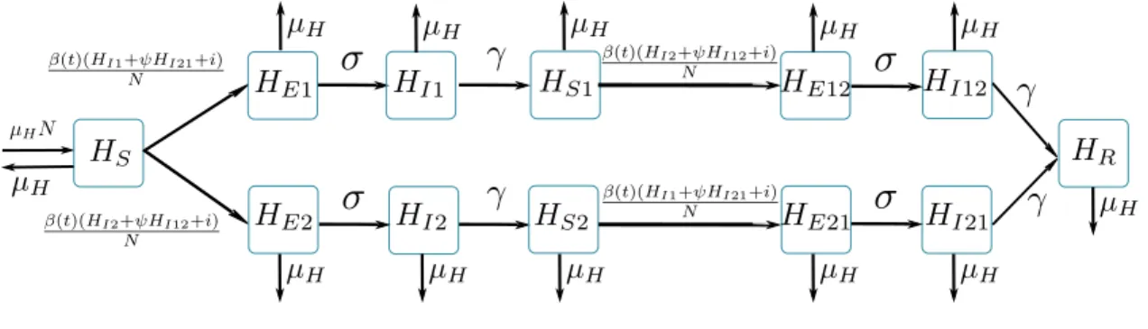 Figure 2.5 – Graphical representation of SEIR2 models. H S individuals susceptible to both strains; H E1