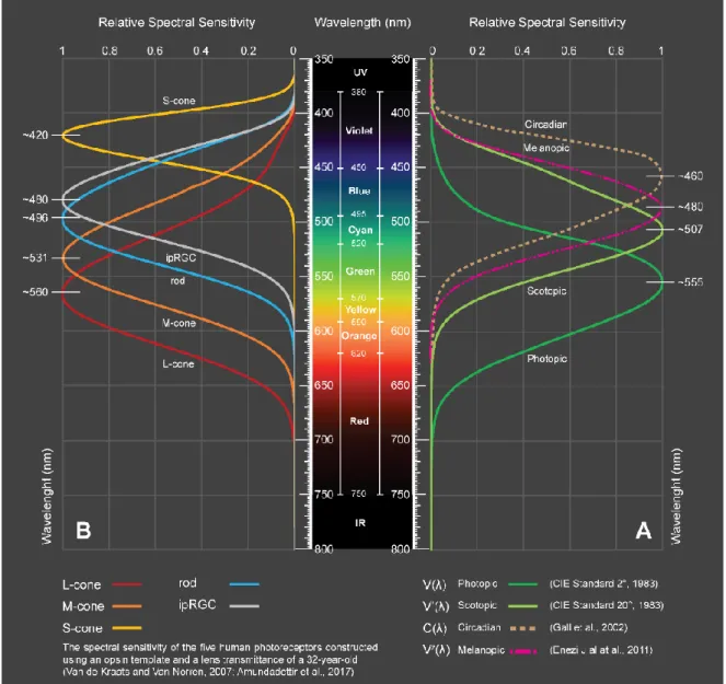 Figure 1. 6. Normalized relative spectral sensitivity for (A) the functions of circadian C(λ) [68, 72], melanopic  V z (λ) [66, 68], scotopic V’(λ) (CIE 1951), photopic V(λ) (CIE 1924) [13] (B); and the human photoreceptors 