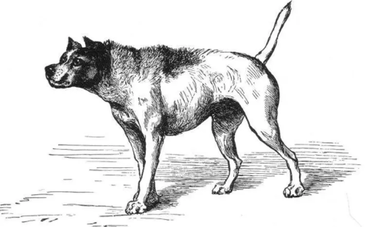 Figure 4 La colère du chien : &#34;the expression of emotion in man and animal&#34;,   Domaine public, Mr Rivière