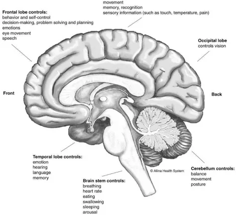 Figure 9 Anatomie simplifiée du cerveau.  