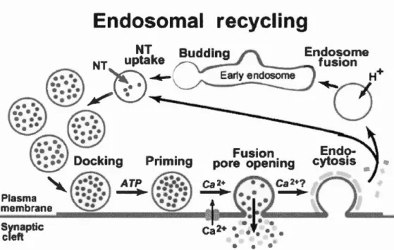 Fig  1.  6 Représentation globale du  cycle de vésicules synaptiques. 