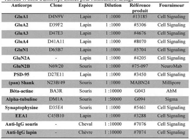 Tableau  1.  Liste d'anticorps utilisés pour l'immunobuvardage 